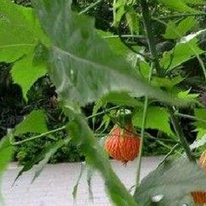 会员头像