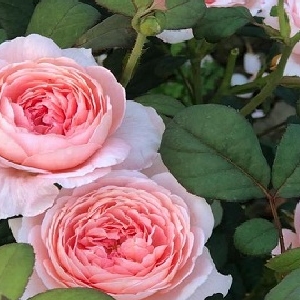 会员头像