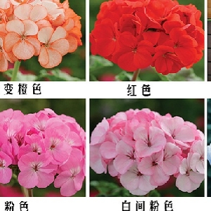会员头像