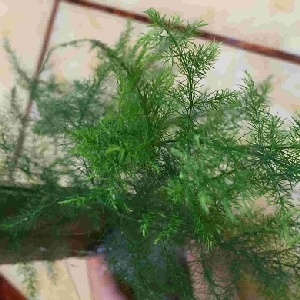 会员头像
