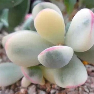 user009549的头像