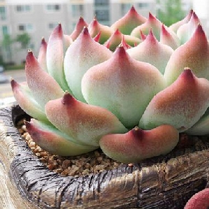 svip010379的头像