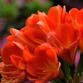 午茶邮差的头像