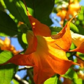 远走高飞的头像