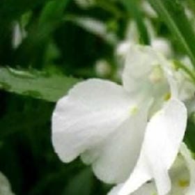 游荡世间的头像