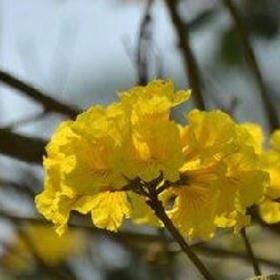 缘浅情深的头像