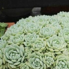 人之初性本善的头像