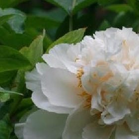 发光你不配的头像