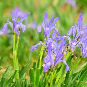 枕安江南的头像