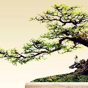 氧气是自己的头像