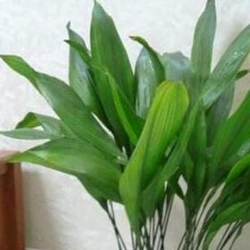 小可爱大傻瓜的头像