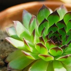 向我开枪的头像