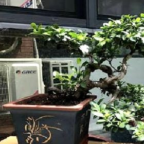 别赋的头像