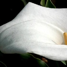 发光闪瞎你的头像