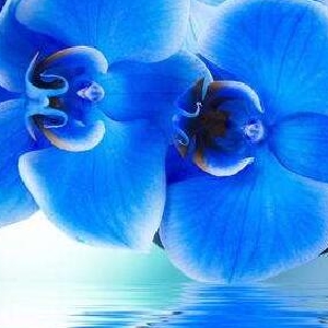 雪压松枝的头像