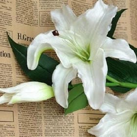 雪落书案的头像