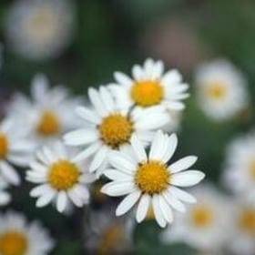 雪压茶瓯的头像