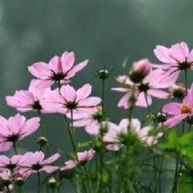 鹭浴晴波的头像