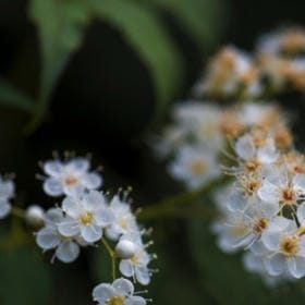 茶烟轻扬的头像