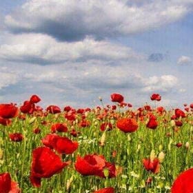 星悬古刹的头像