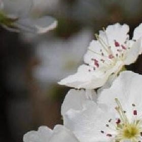 云栖鹤巢的头像