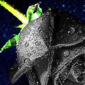 清露拂袖的头像