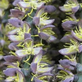 雪压寒枝的头像