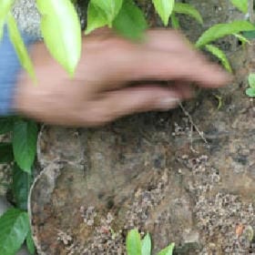 星垂竹院的头像