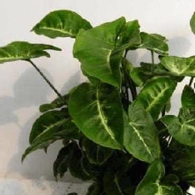 竹露滴砚的头像