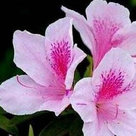 星河流碧的头像
