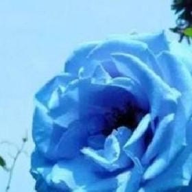 月球拓片的头像