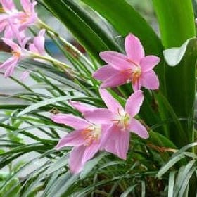 草莓奶罐的头像