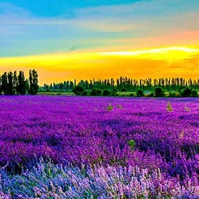 繁花如梦凋落的头像