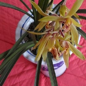 昔人已逝去的头像
