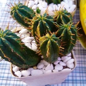 事无两样人心别的头像