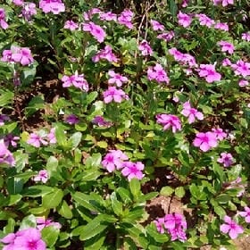 须枕言滥情无木的头像