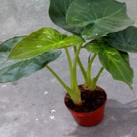 萌鹿超人哔哔哔的头像