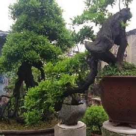 墨染如画的头像