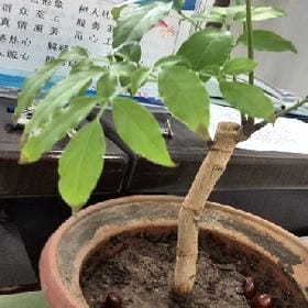 落墨点清颜的头像