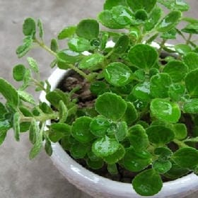 遇见你时風很甜的头像