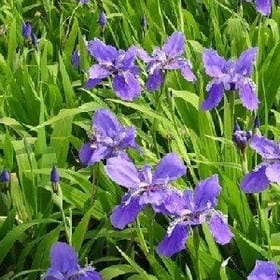紫色蒲公英的头像