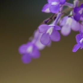 月亮惹的祸的头像