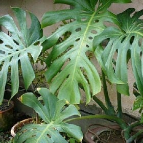 锁上月亮的窗的头像