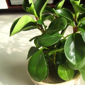 一心只为一人的头像