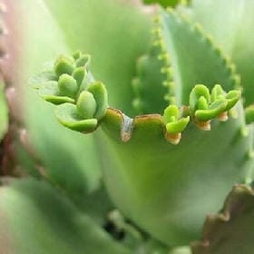川江美奈子的头像