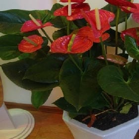 故人何时归的头像