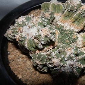 奶味的头像