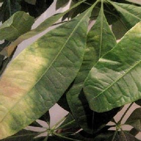 山前冥想的头像