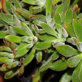 孤独噬心的头像