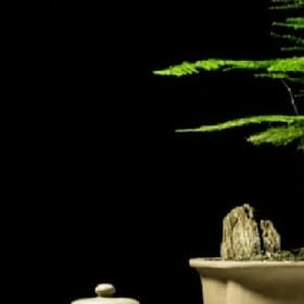 一寸柚绿时光的头像